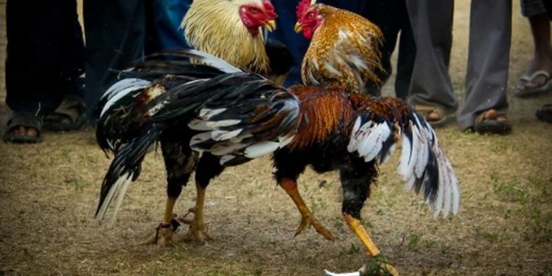 Trực Tiếp Đá Gà Thomo SIN88 - Sân Chơi Đầy Kịch Tính 2 Những loại hình trực tiếp đá gà Thomo nổi bật tại SIN88
