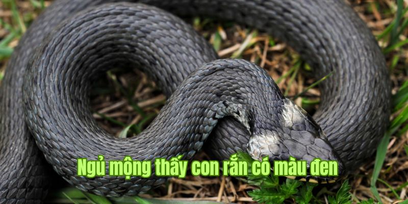 Nằm Mơ Thấy Rắn Có Tốt Không? Số May Mắn Nến Đánh Nhất Sin88 3 Nằm mơ thấy rắn có màu đen