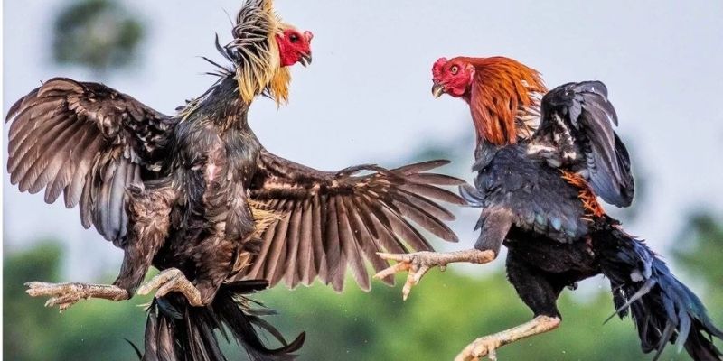 Trực Tiếp Đá Gà Thomo SIN88 - Sân Chơi Đầy Kịch Tính 1 Tìm hiểu loại hình trực tiếp chọi kê Thomo