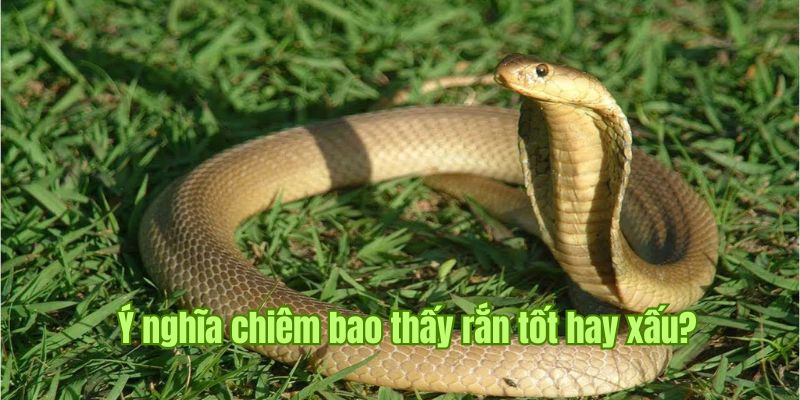 Nằm Mơ Thấy Rắn Có Tốt Không? Số May Mắn Nến Đánh Nhất Sin88 1 Nằm mơ thấy rắn - Giải mã ý nghĩa theo khía cạnh phong thủy